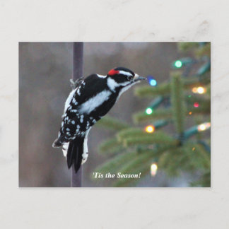 Hairy Woodpecker met Kerstmis Briefkaart