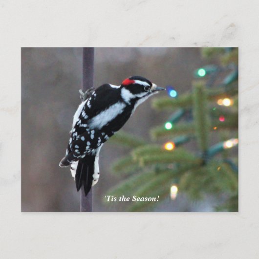 Hairy Woodpecker met Kerstmis Briefkaart (Voorkant)