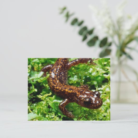Hakone salamander briefkaart (Staand voorkant)
