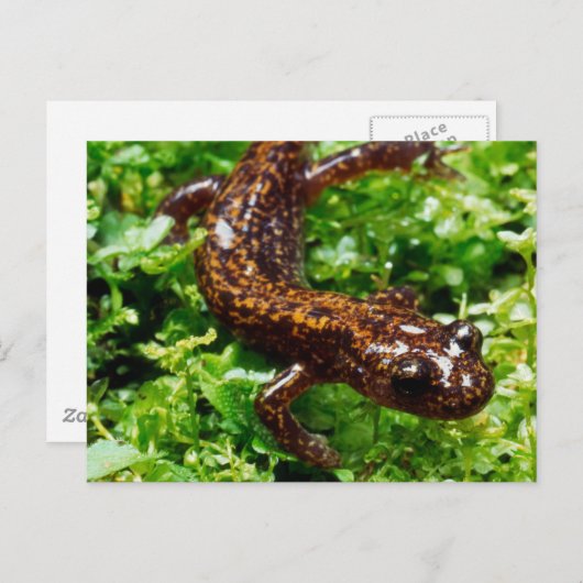 Hakone salamander briefkaart (Voorkant / Achterkant)