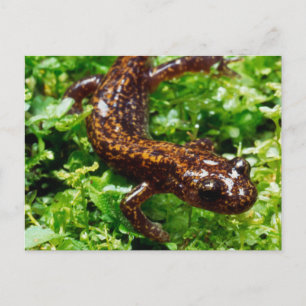 Hakone salamander briefkaart