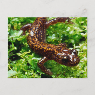 Hakone salamander briefkaart