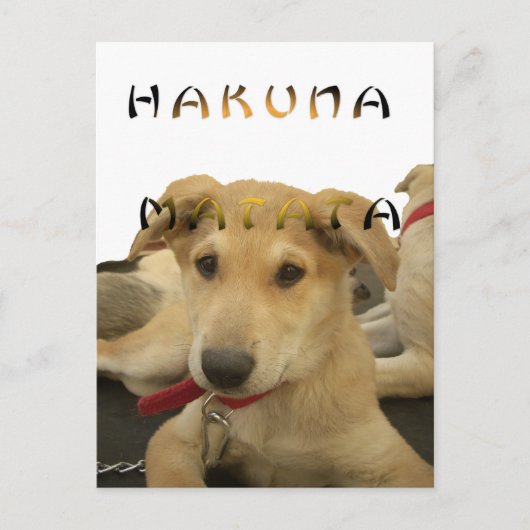 Hakuna Matata Ik weet wat je denkt van afbeelding Briefkaart (Voorkant)