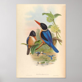 Halcyon Atricapillus Kingfisher vogels Poster