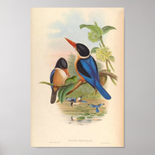 Halcyon Atricapillus Kingfisher  vogels Poster