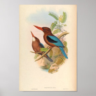 Halcyon Cularis Kingfisher  vogels Poster