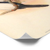 Halcyon Fulcidus Kingfisher  vogels Poster (Hoek)