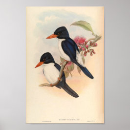 Halcyon Fulcidus Kingfisher vogels Poster