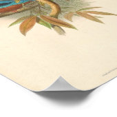 Halcyon Fusca White Throated Kingfisher Poster (Hoek)