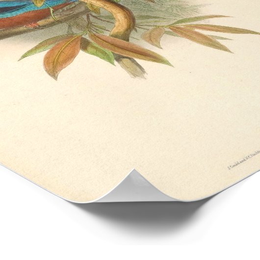 Halcyon Fusca White Throated Kingfisher Poster (Hoek)