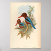 Halcyon Fusca White Throated Kingfisher Poster (Voorkant)