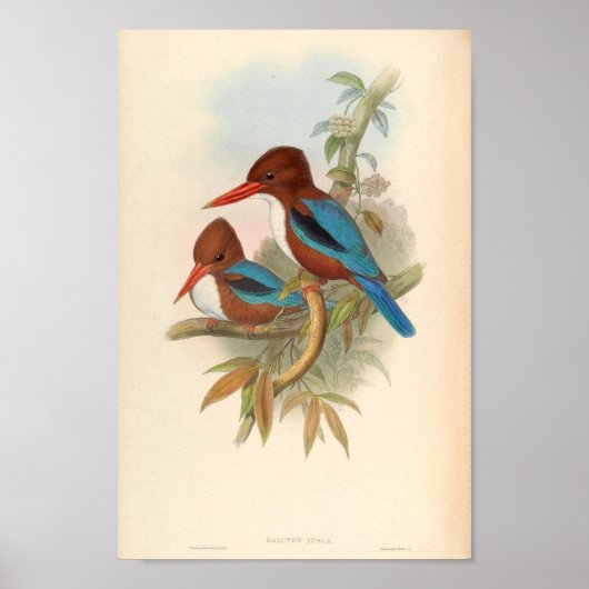 Halcyon Fusca White Throated Kingfisher Poster (Voorkant)