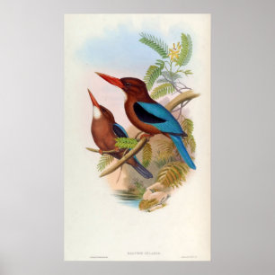 Halcyon Gularis (witte kingfisher) Poster