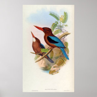 Halcyon Gularis (witte kingfisher) Poster