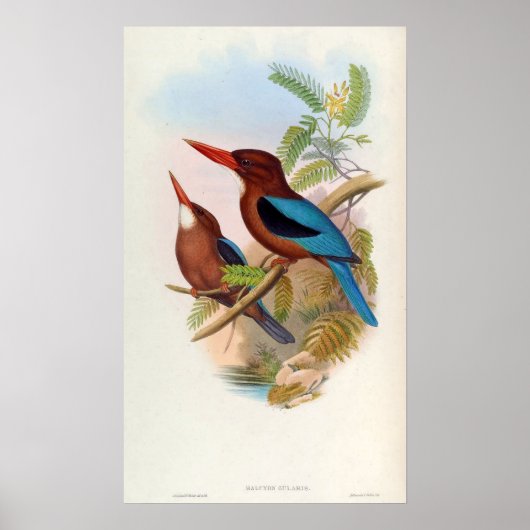 Halcyon Gularis (witte kingfisher) Poster (Voorkant)