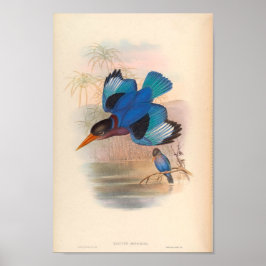 Halcyon Omnicolor Kingfisher Aziatische vogels Poster