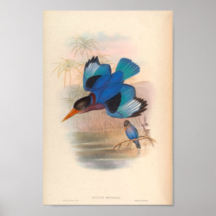 Halcyon Omnicolor Kingfisher  Aziatische vogels Poster