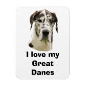 Halequin Grote Deen huisdier foto Magneet (Verticaal)