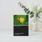 Half&Half Foto 036 - Hypericum Androsaemum Visitekaartje (Staand voorkant)