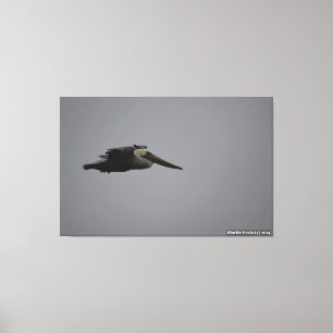 Half Moon Bay Fierce Pelican III - verpakt canvas