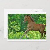 HalfArabische kolont Briefkaart (Voorkant / Achterkant)