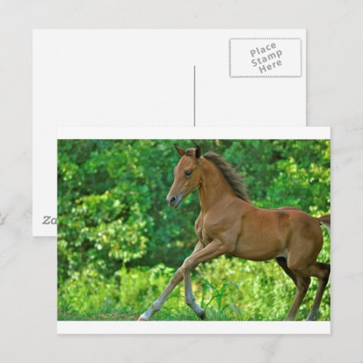 HalfArabische kolont Briefkaart (Voorkant / Achterkant)