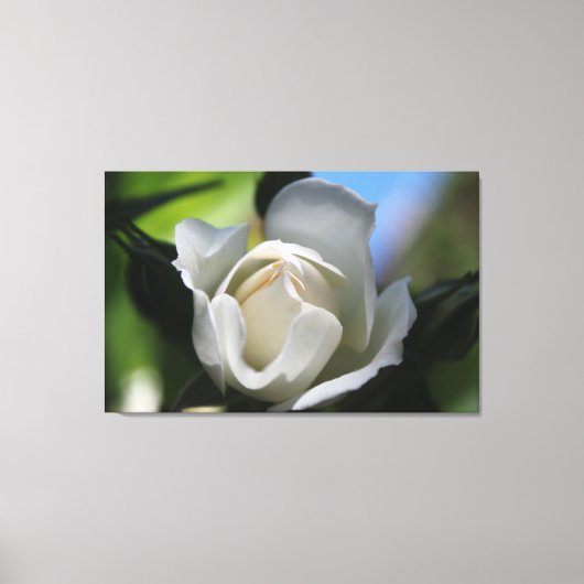 halfbloeiende zuivere witte rozenbloem. canvas afdruk (Voorkant)