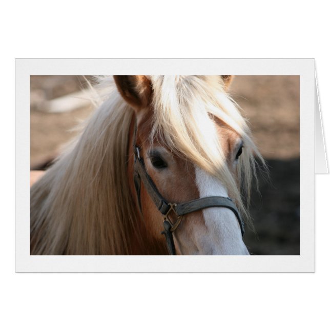 Halflinger-kaarten (Voorkant Horizontaal)