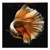 Halfmoon Betta Fish Foto Afdruk (Voorkant)