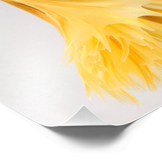 Halfmoon Betta Fish Foto Afdruk (Hoek)