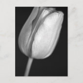 Halftone Tulip Briefkaart (Voorkant)