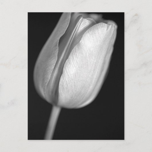 Halftone Tulip Briefkaart (Voorkant)