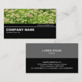 Halfweg V2 015 - Sedum (herfst Joy) Visitekaartje (Voorkant / Achterkant)