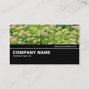 Halfweg V2 015 - Sedum (herfst Joy) Visitekaartje