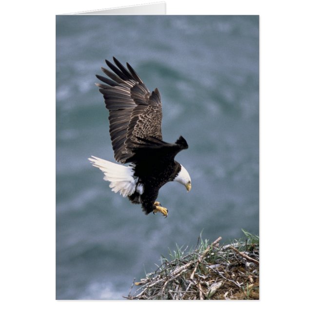 Haliaeetus leucocephalus (Voorkant)