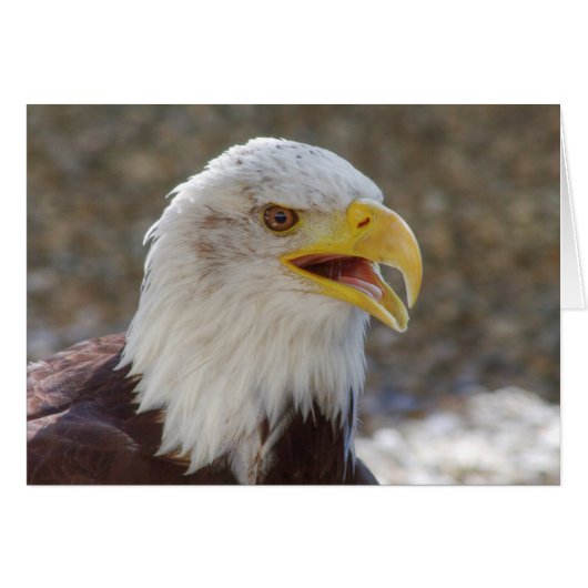 Haliaeetus leucocephalus (Voorkant Horizontaal)