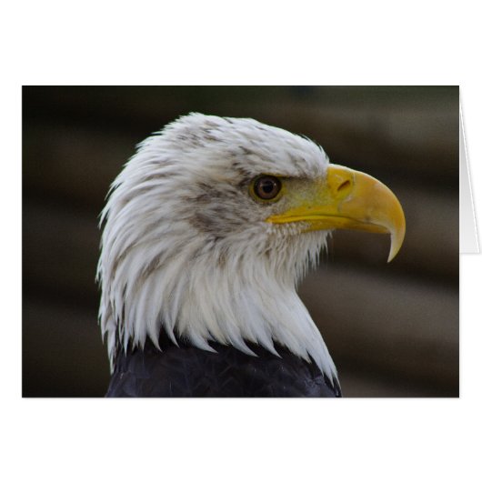 Haliaeetus leucocephalus (Voorkant Horizontaal)