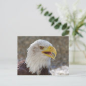 Haliaeetus leucocephalus briefkaart (Staand voorkant)