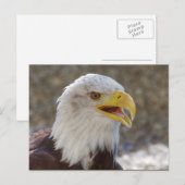 Haliaeetus leucocephalus briefkaart (Voorkant / Achterkant)