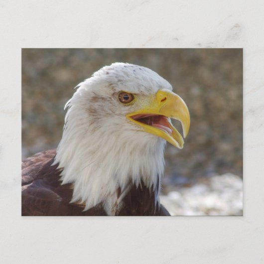 Haliaeetus leucocephalus briefkaart (Voorkant)