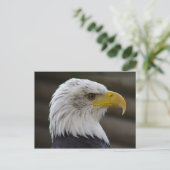 Haliaeetus leucocephalus briefkaart (Staand voorkant)