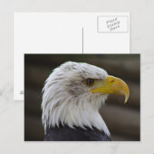 Haliaeetus leucocephalus briefkaart (Voorkant / Achterkant)