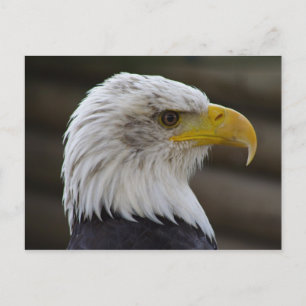 Haliaeetus leucocephalus briefkaart