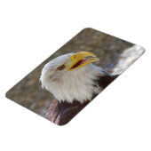 Haliaeetus leucocephalus magneet (Linkerzijde)