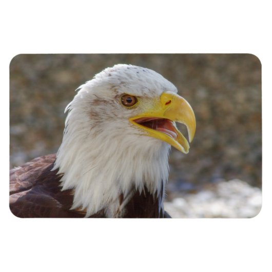 Haliaeetus leucocephalus magneet (Horizontaal)