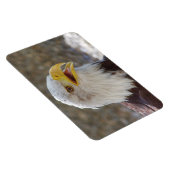 Haliaeetus leucocephalus magneet (Rechterzijde)