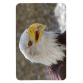 Haliaeetus leucocephalus magneet (Verticaal)