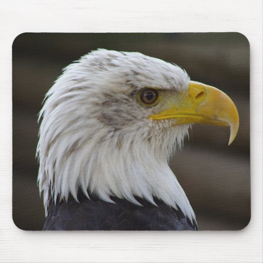 Haliaeetus leucocephalus muismat (Voorkant)