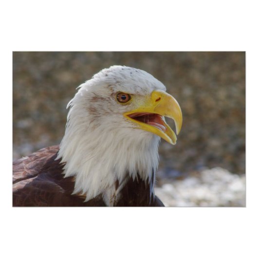 Haliaeetus leucocephalus perfect poster (Voorkant)