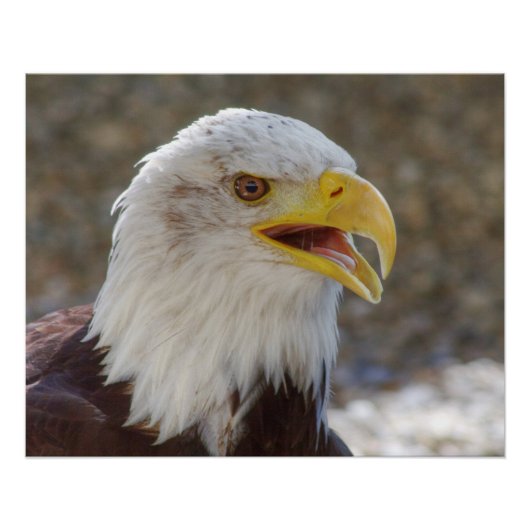 Haliaeetus leucocephalus poster (Voorkant)